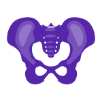 Graphic design of hip bone